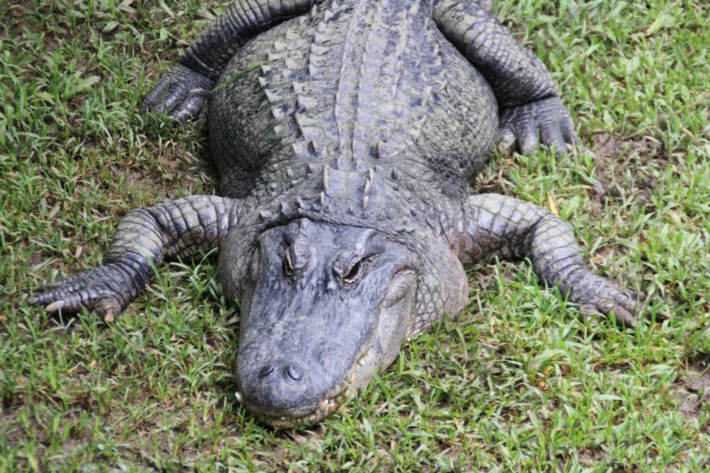 Grand crocodile
