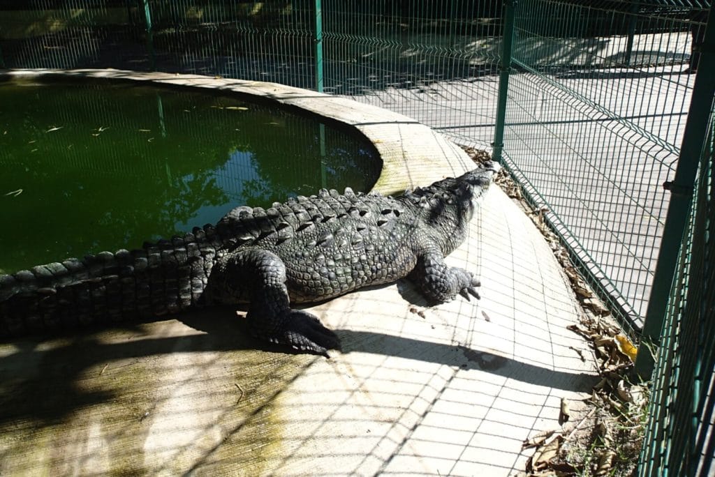 Crocodile en captivité