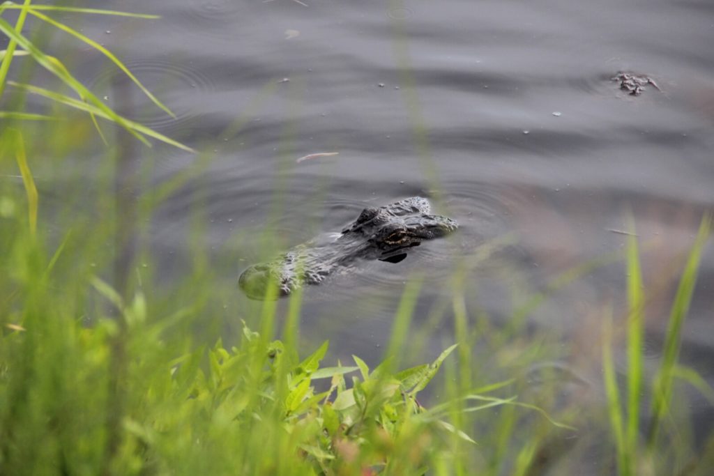 Alligator de couleur sombre