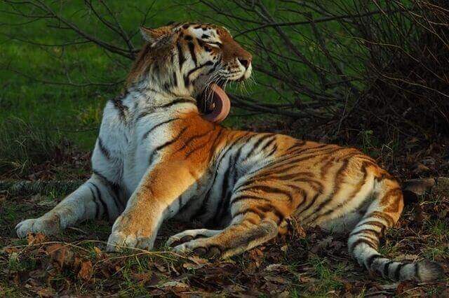 Tigre du Bengale se toilettant