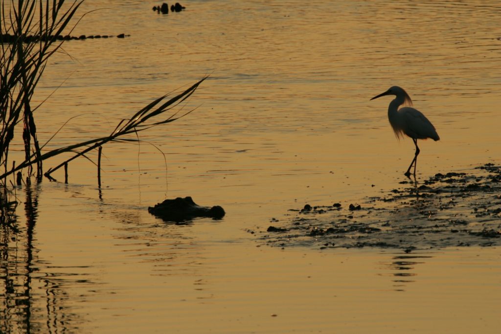 Oiseaux et crocodiles dans une rivière au coucher du soleil.