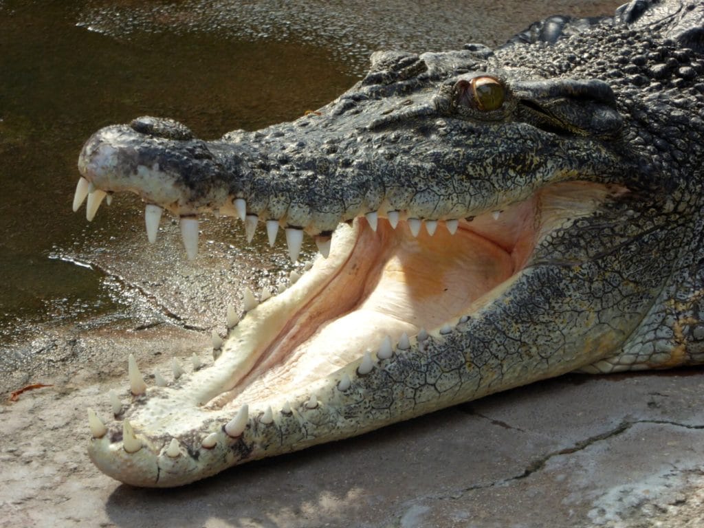 Crocodile de Bornéo Crocodylus siamensis