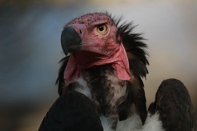 photo rapprochée d'un vautour à tête rouge