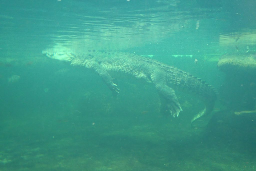 Crocodile dans l'océan