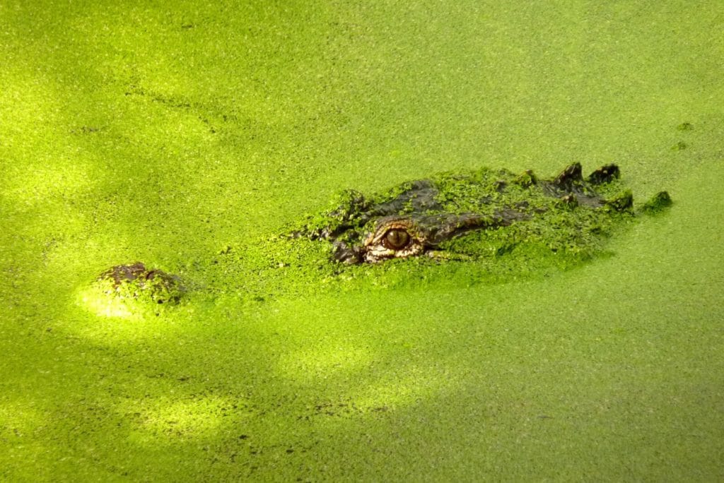 Crocodile dans l'eau des algues
