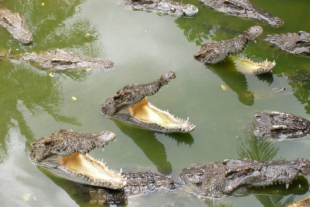 Crocodiles dans l'eau avec la bouche ouverte
