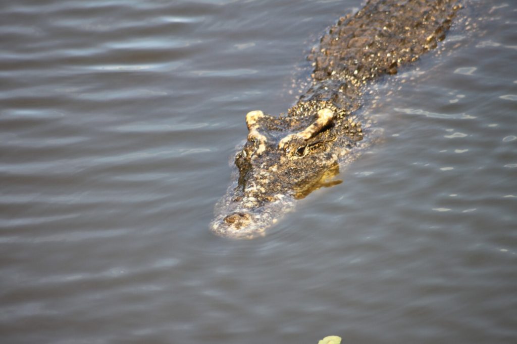 Crocodile cubain