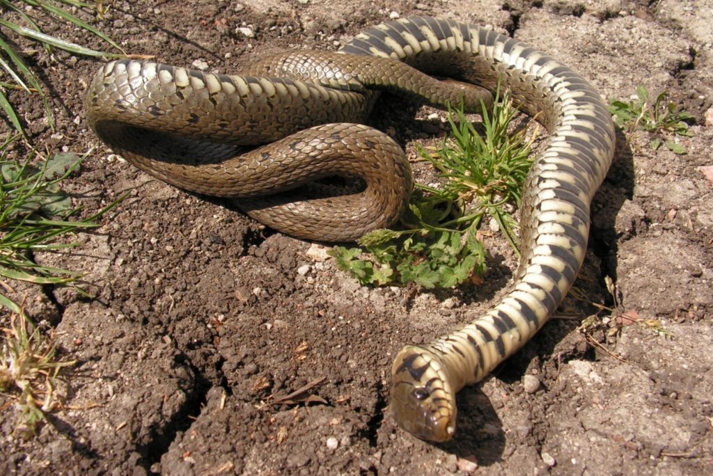 serpent mort