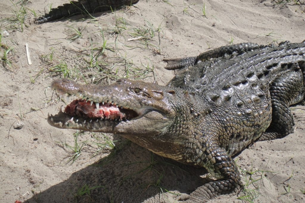 Crocodile mangeant de la viande