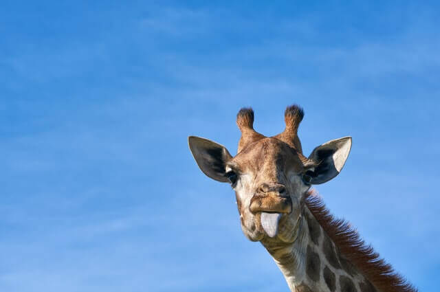 Girafe tirant la langue