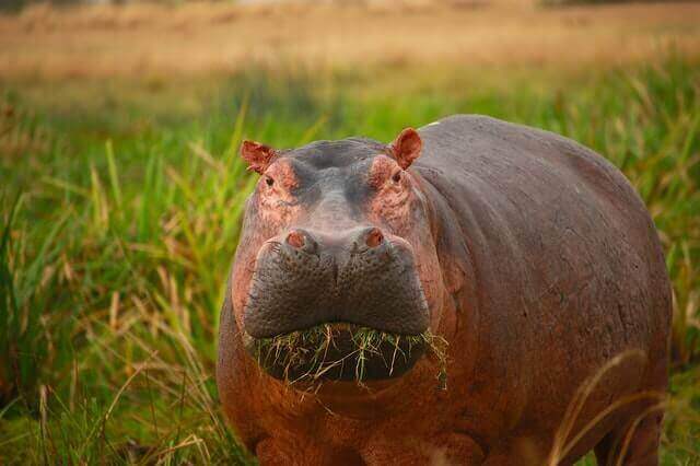 Un hippopotame mangeant de l'herbe