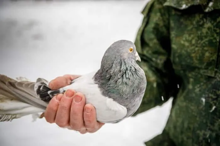 comment attraper un pigeon