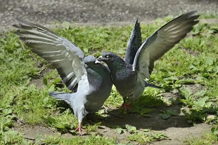bataille de pigeons