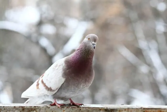 Les pigeons peuvent faire de la discrimination