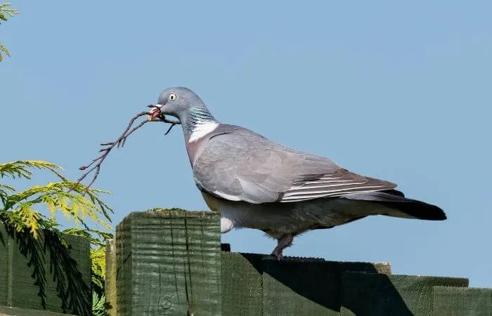 pigeon portant un bâton