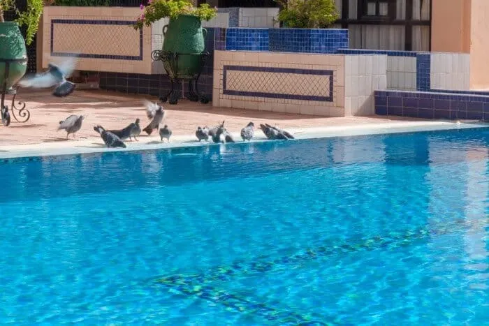 Pigeons buvant dans une piscine