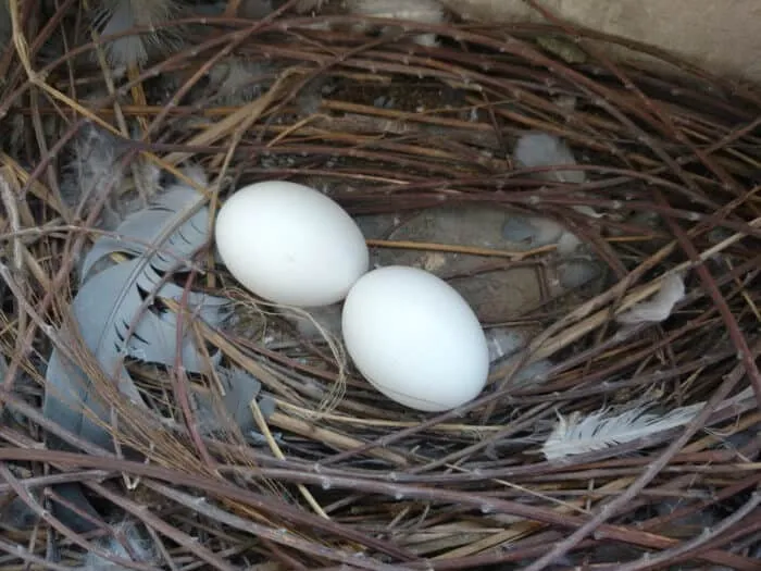 Œufs de pigeon dans un nid