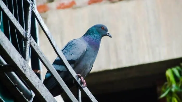 caca de pigeon sur metal
