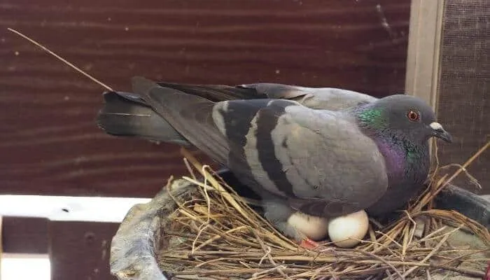 Pigeon assis sur des œufs