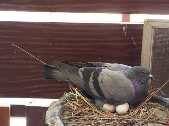 Pigeon assis sur les œufs