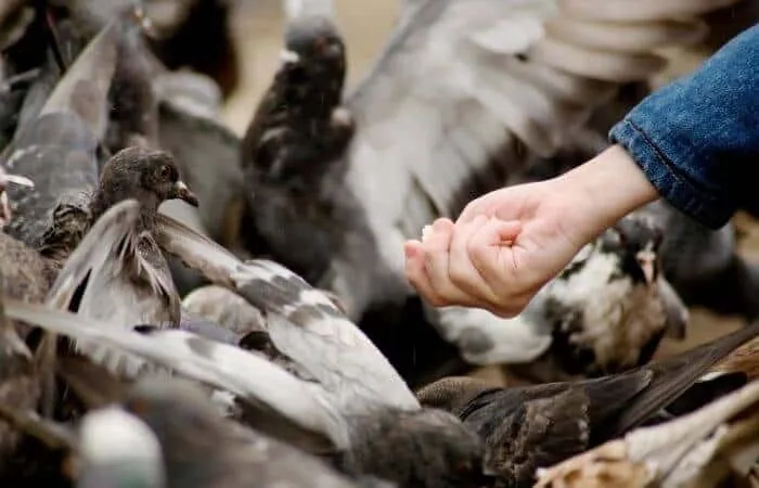 L'alimentation des pigeons