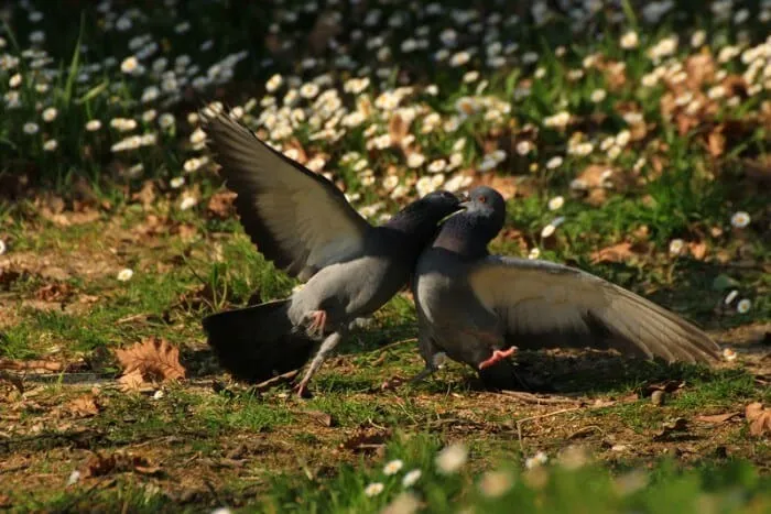 Les pigeons qui se battent
