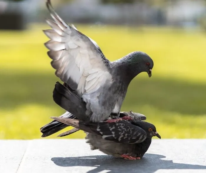 L'accouplement des pigeons