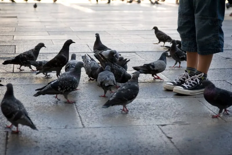 Quel bruit fait un pigeon ?