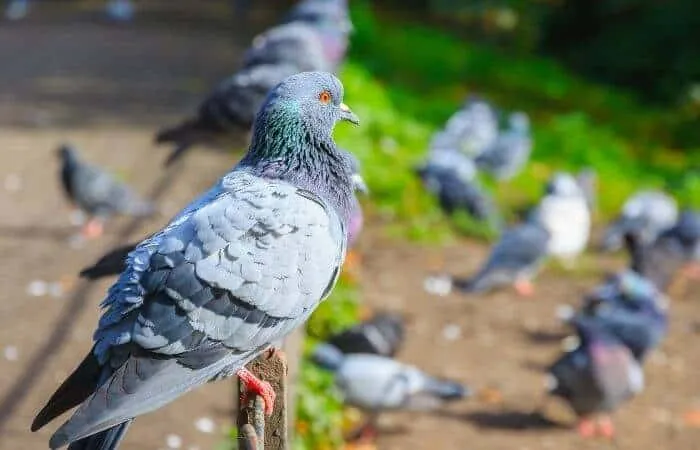 Pigeons assis