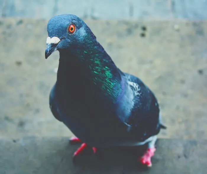 Le pigeon aux yeux rouges