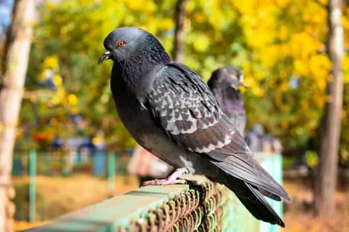 pourquoi les pigeons ont-ils les yeux rouges