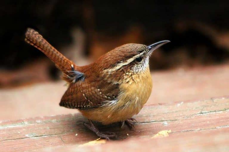 Animaux Qui Mangent Des Fourmis Photos Faits Petitpets