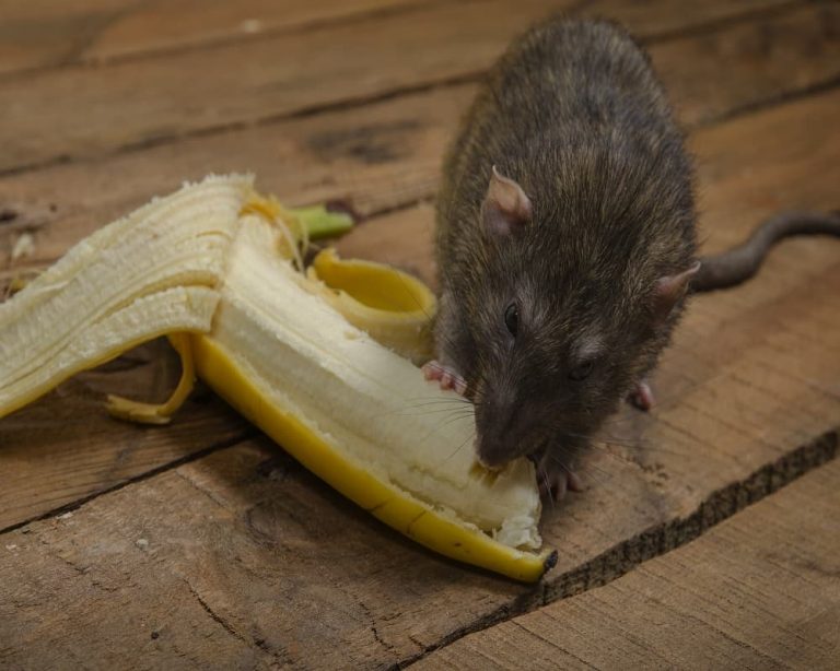 Un rat mangeant une banane