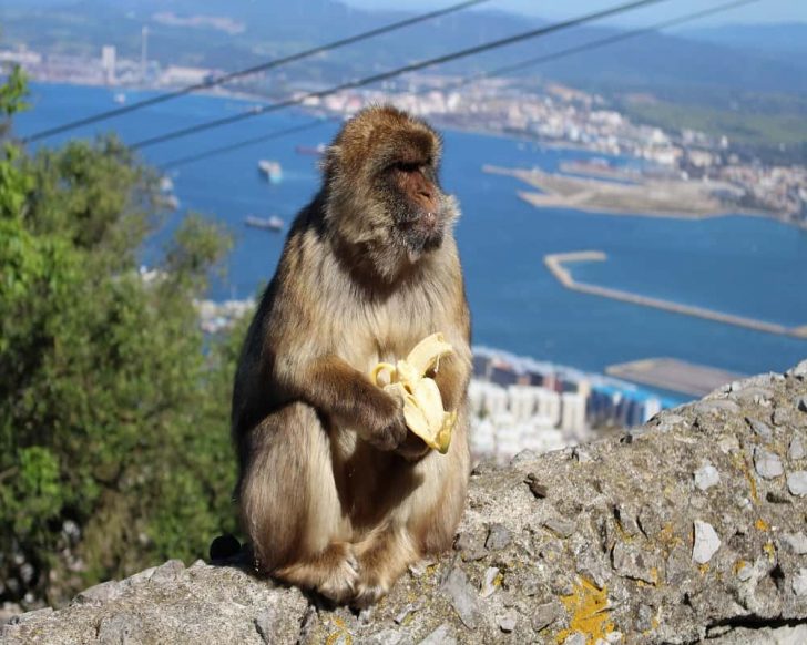 Un singe mangeant une banane