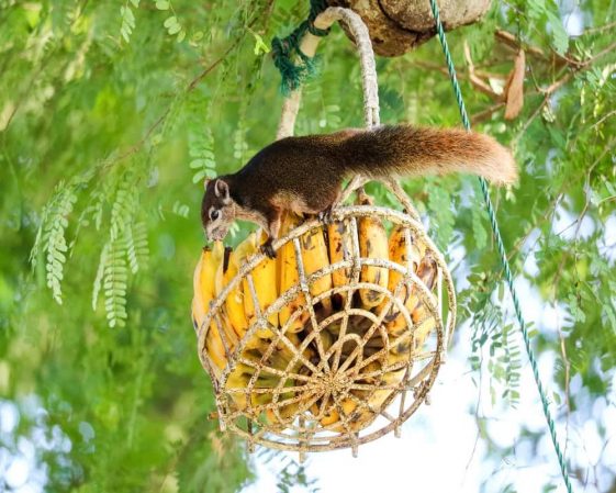 Écureuil mangeant des bananes dans un panier sur un arbre.