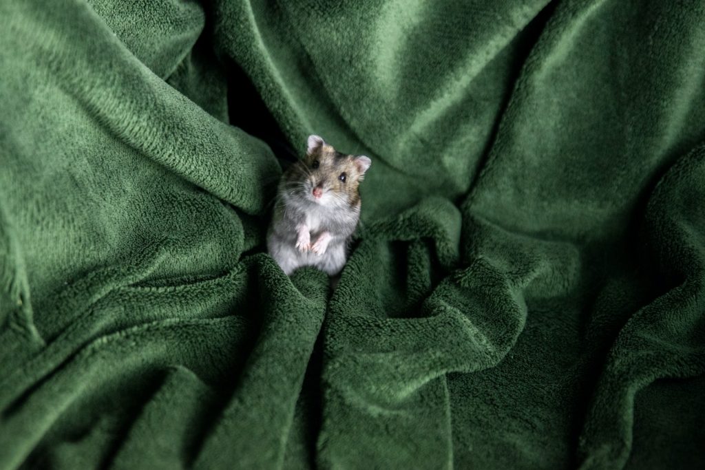 hamster on green textile