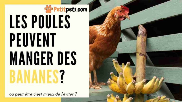 Est ce que les poules mangent des bananes ? la peau aussi ?  Petitpets.com