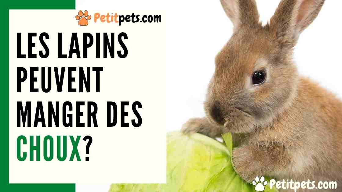 Est-Ce Que Les Lapins Mangent Du Chou ? - Petitpets.com