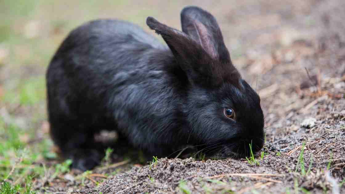 Est ce que les lapins voient dans le noir ? - Petitpets.com