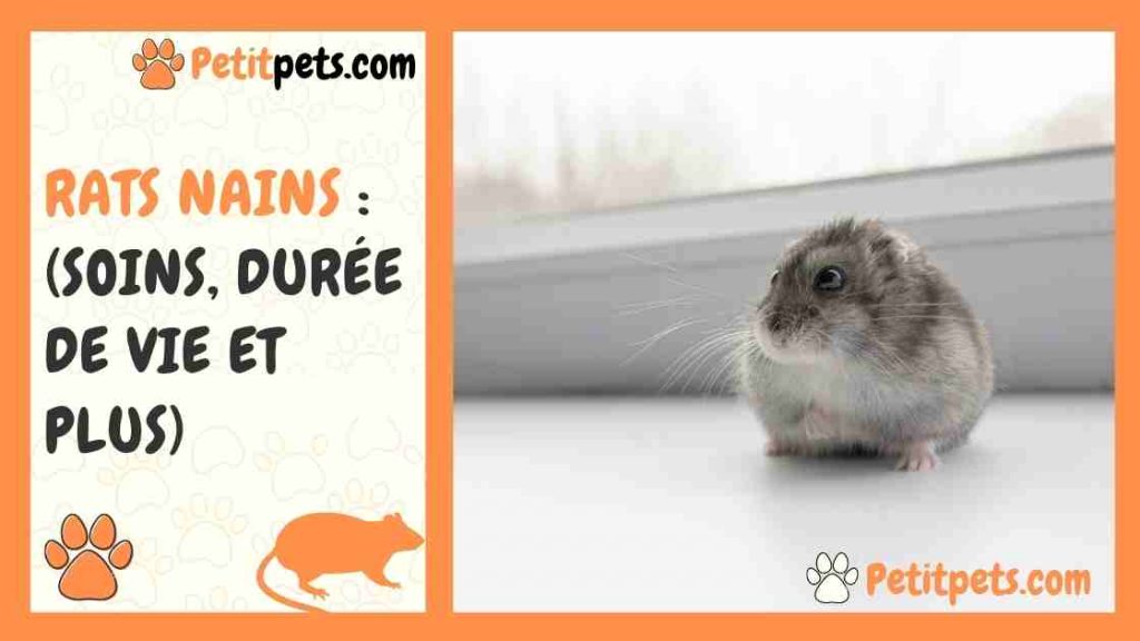 Rats nains (Soins, durée de vie et plus)
