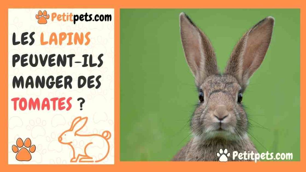 Les lapins peuventils manger des tomates ?