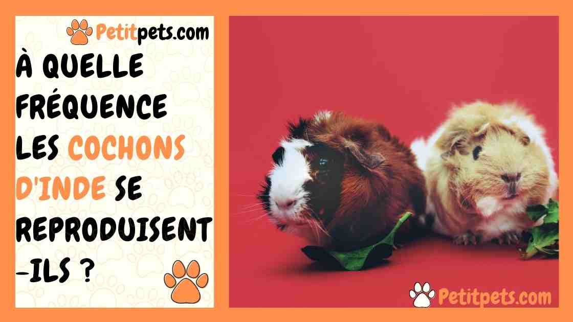 A Quelle Frequence Les Cochons D Inde Se Reproduisent Ils Petitpets Com