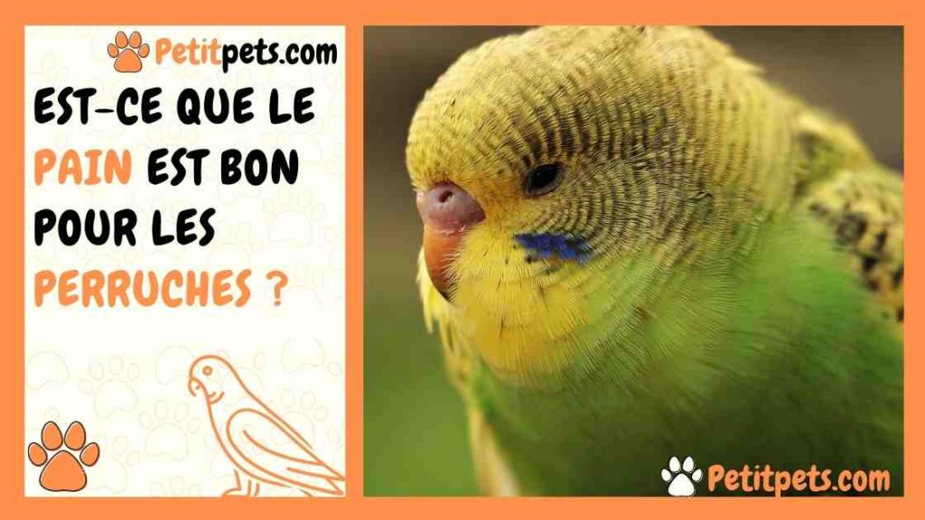 Combien De Temps Un Pigeon Peut Rester Sans Manger