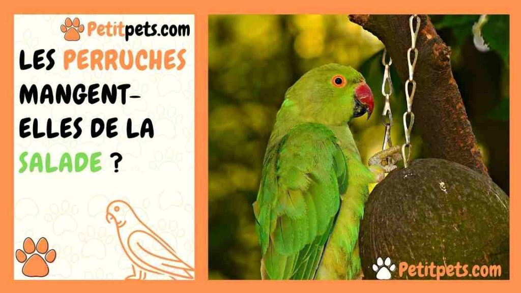Combien De Temps Un Pigeon Peut Rester Sans Manger