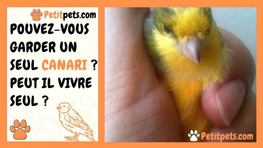 Pouvezvous garder un seul canari ? peut il vivre seul ?
