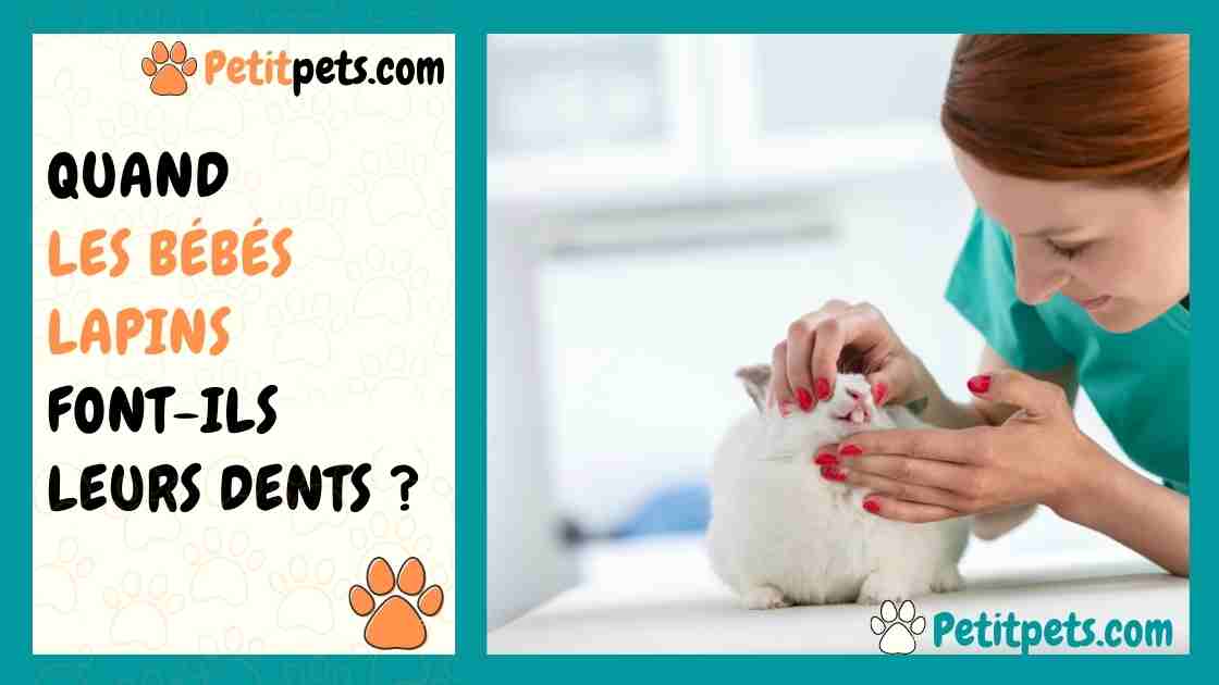 Quand Les Bebes Lapins Font Ils Leurs Dents Petitpets Com