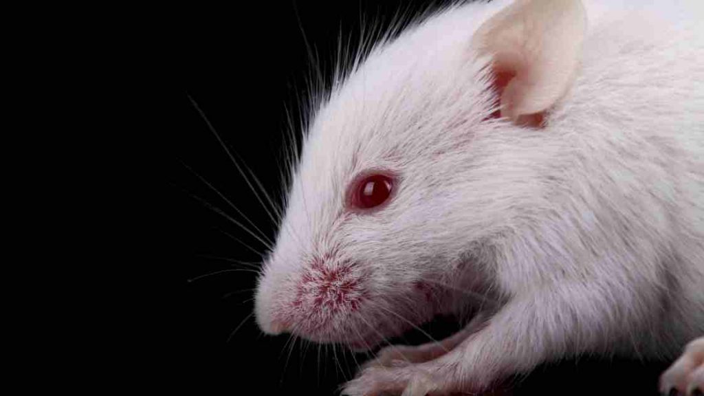 Hamsters albinos aux yeux rouges Tout ce que vous devez savoir