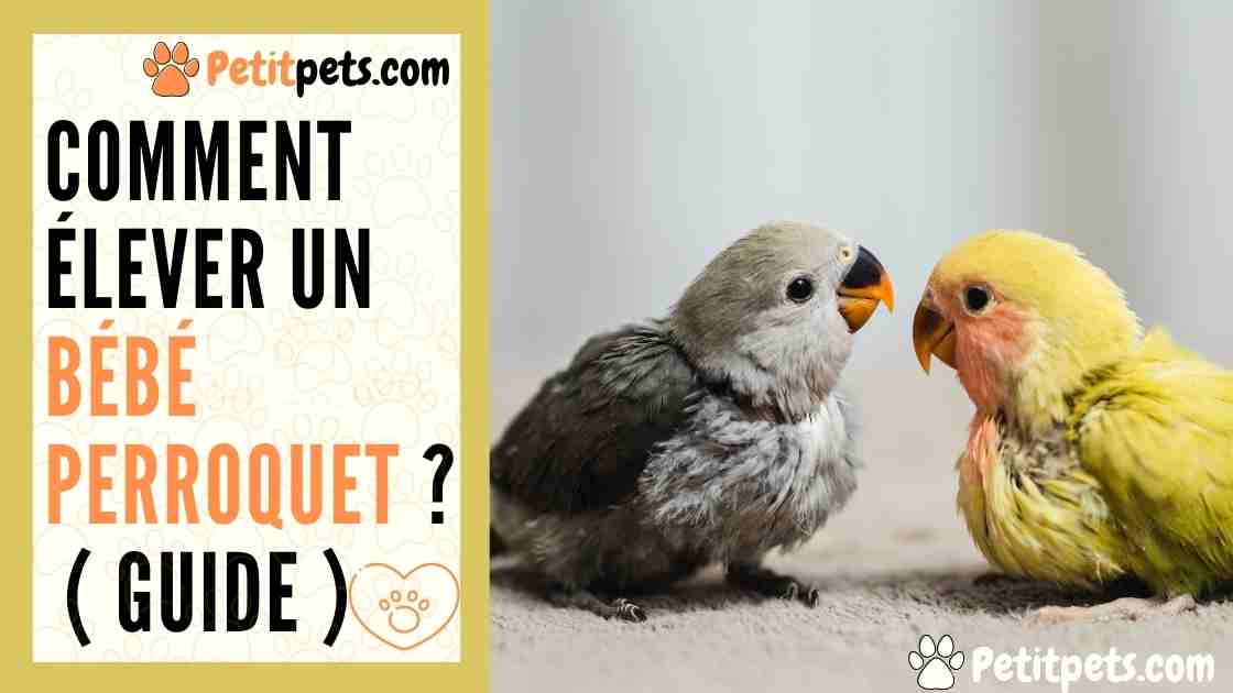 Comment Elever Un Bebe Perroquet Guide Petitpets Com