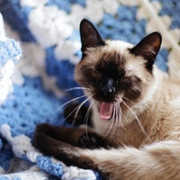 Votre Chat Siamois Est Il Trop Maigre Voyons Cela Petitpets Com