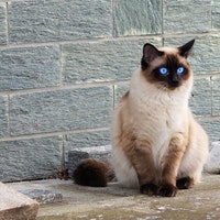 Comment Savoir Si Votre Chat Est En Partie Siamois Petitpets Com